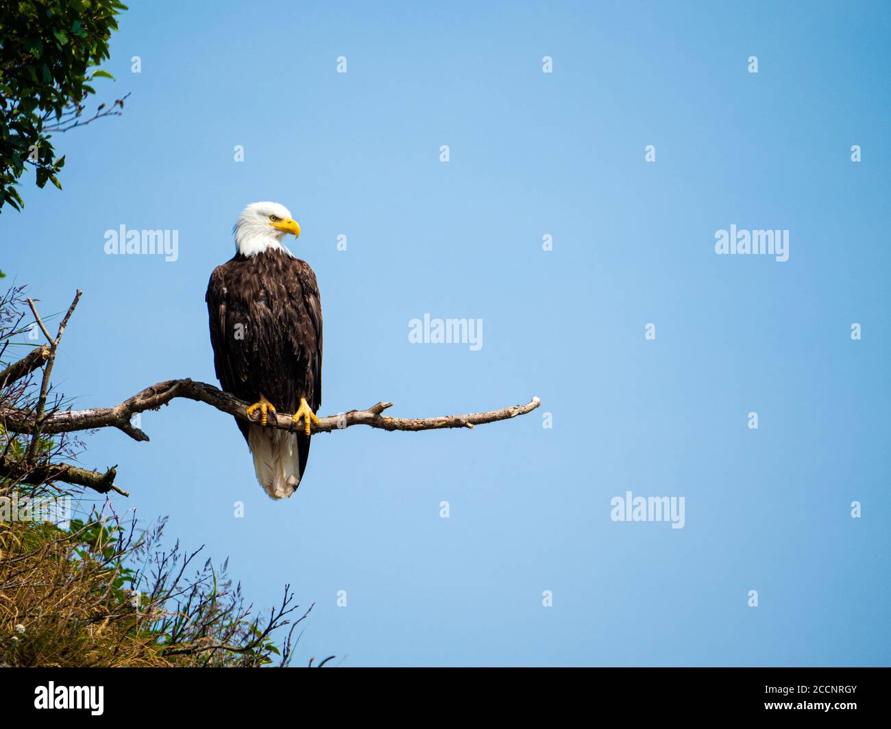 Weißkopfseeadler, Haliaeetus leucocephalus, auf Barsch in Geographic Harbour, Katmai National Park, Alaska. Stockfoto