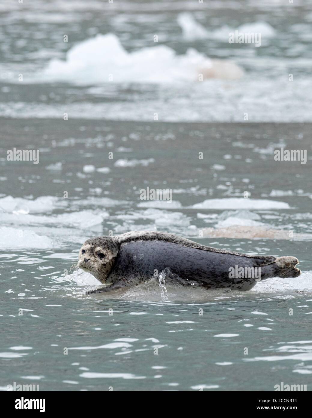 Eine ausgewachsene Hafenrobbe, Phoca vitulina, zog auf Eis am Northwestern Glacier, nahe Seward, Alaska. Stockfoto