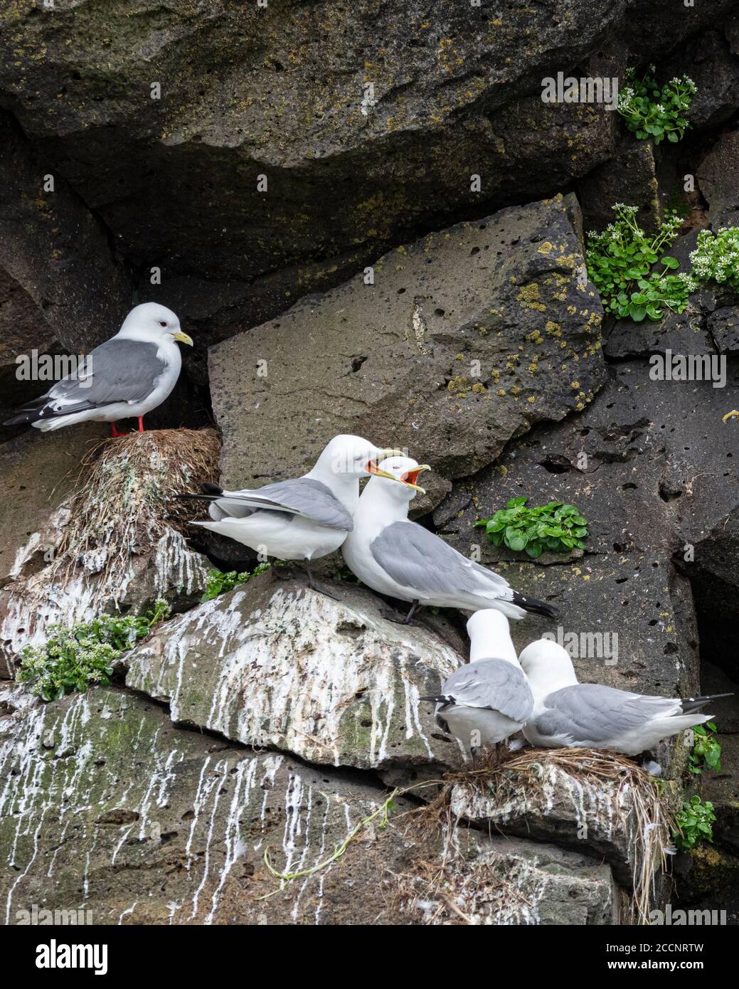 Erwachsene rotbeinige Kittiwake, Rissa brevirostris, neben schwarzbeinigen Kittiwakes, St. George Island, Pribilof Islands, Alaska. Stockfoto