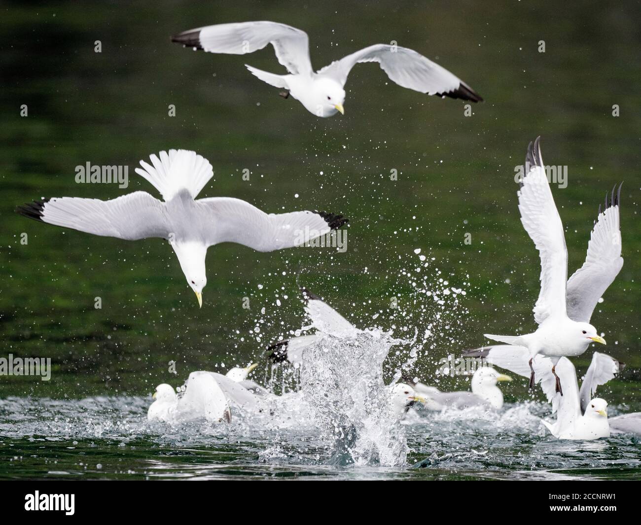 Schwarzbeinige Kittiwakes, Rissa tridactyla, Fütterung auf Köderball auf St. George Island, Pribilof Islands, Alaska. Stockfoto