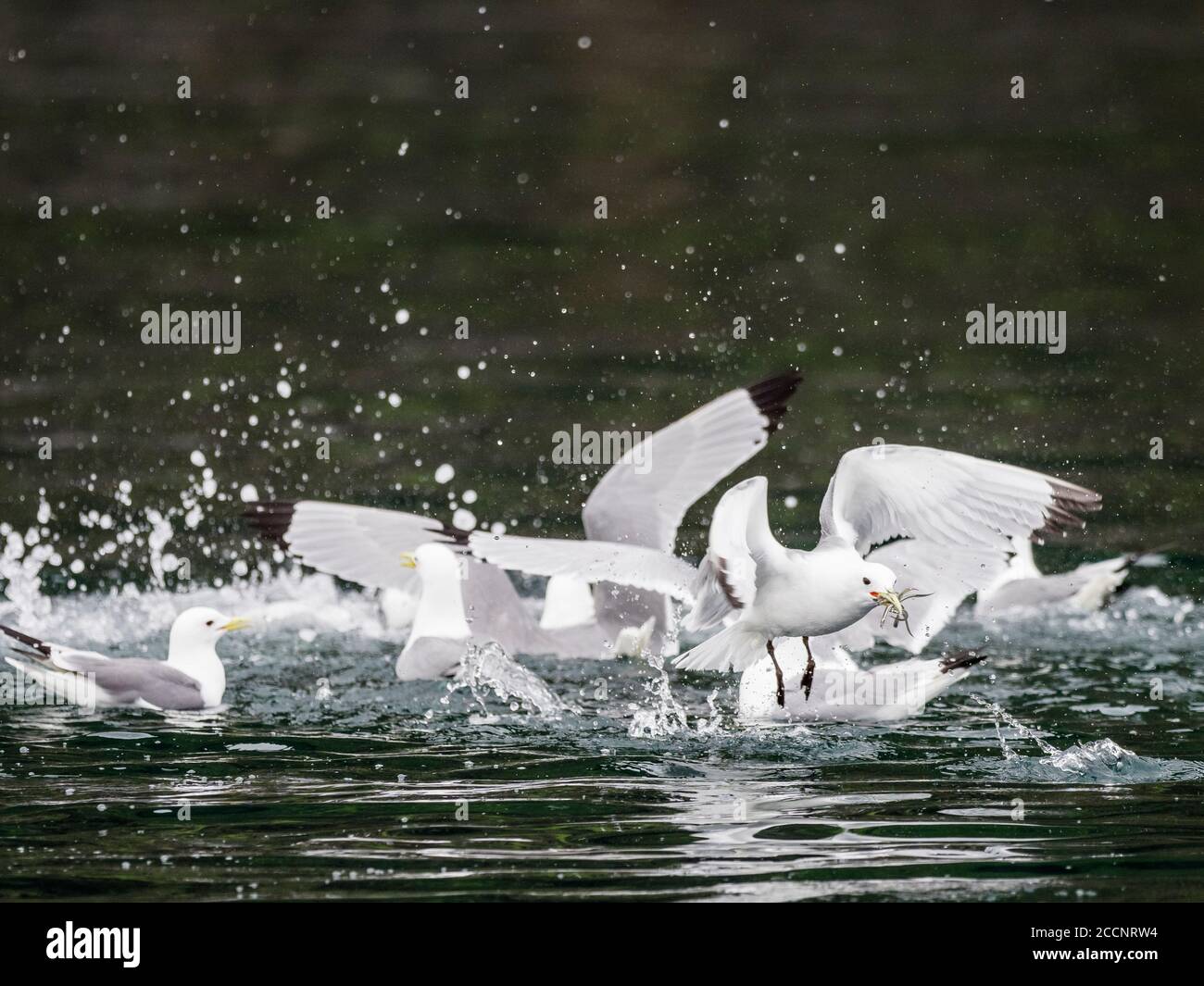 Schwarzbeinige Kittiwakes, Rissa tridactyla, Fütterung auf Köderball auf St. George Island, Pribilof Islands, Alaska. Stockfoto