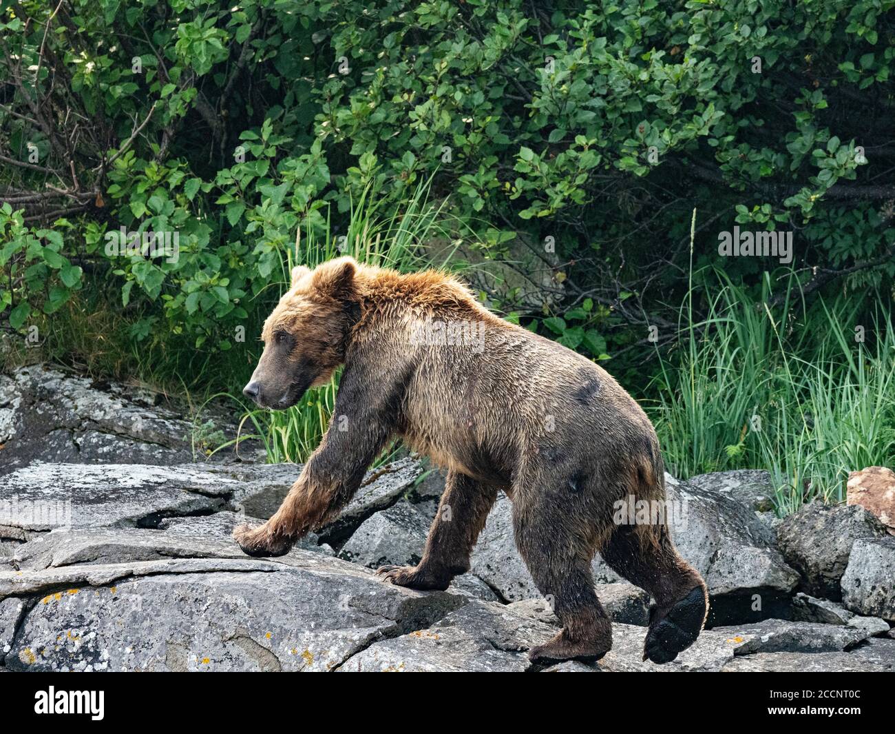 Ein erwachsener Braunbär, Ursus Arctos, in Geographic Harbour, Katmai National Park, Alaska, USA. Stockfoto