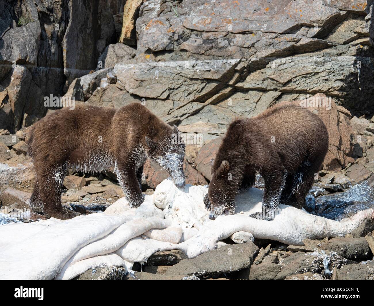 Junge Braunbären, Ursus Arctos, Fütterung von toten Beluga, Geographic Harbour, Katmai National Park, Alaska, USA. Stockfoto