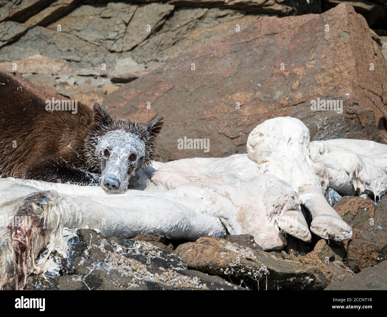 Junger Braunbär, Ursus Arctos, Fütterung von toten Beluga, Geographic Harbour, Katmai National Park, Alaska, USA. Stockfoto