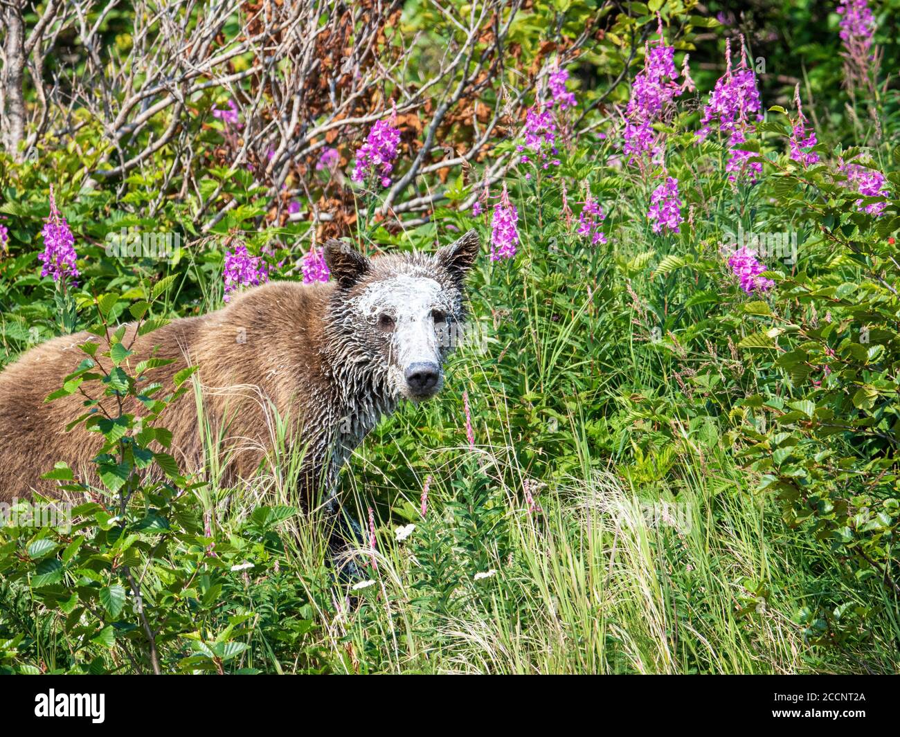 Junger Braunbär, Ursus Arctos, bedeckt mit Walblubber nach der Fütterung von totem Beluga, Geographic Harbour, Katmai National Park, Alaska, USA. Stockfoto
