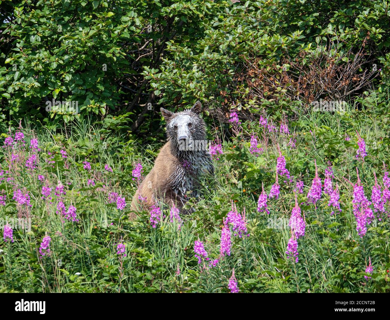 Junger Braunbär, Ursus arctos, der sich auf einem Blumenfeld ausruhte und nach der Fütterung von todgetotem Beluga mit Walblubber bedeckt war, Geographic Harbour, Katmai Nat Stockfoto