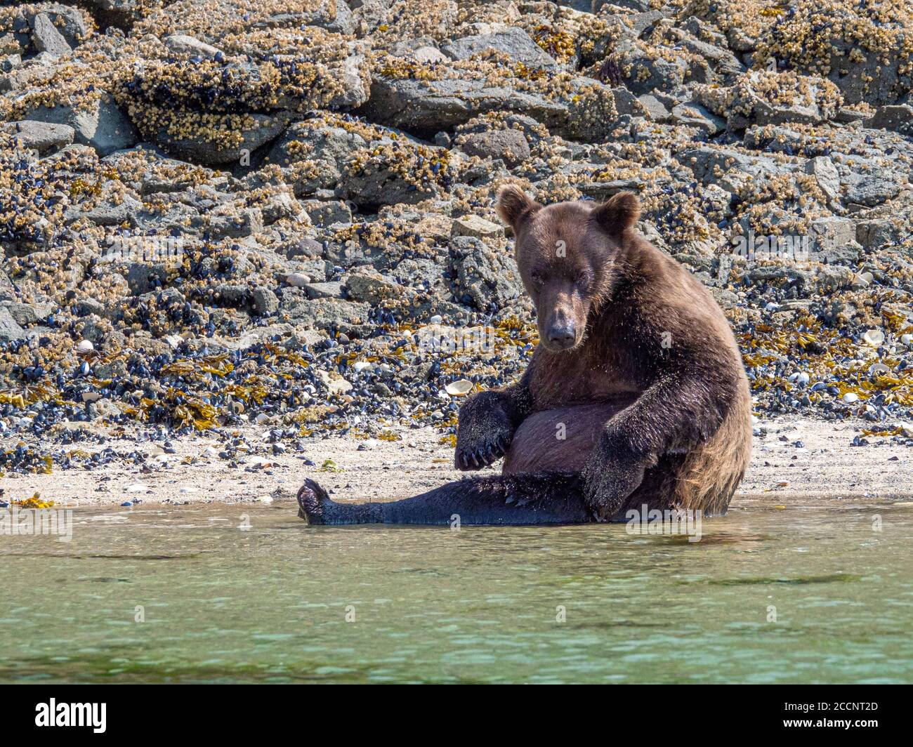 Junger Braunbär, Ursus Arctos, in Geographic Harbour, Katmai National Park, Alaska, USA. Stockfoto