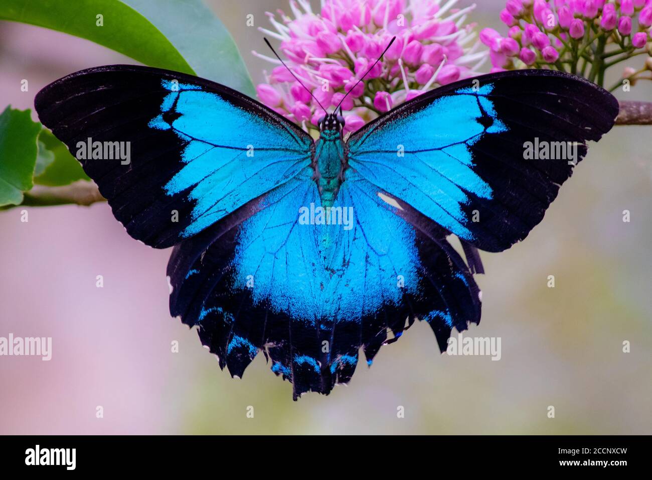 Lebender blauer Ulysses-Schmetterling (Papilio ulysses) öffnet Flügel in der Natur, bestäubt rosa Blüten. Ikonisches Symbol. Yungaburra, Queensland, Australien Stockfoto
