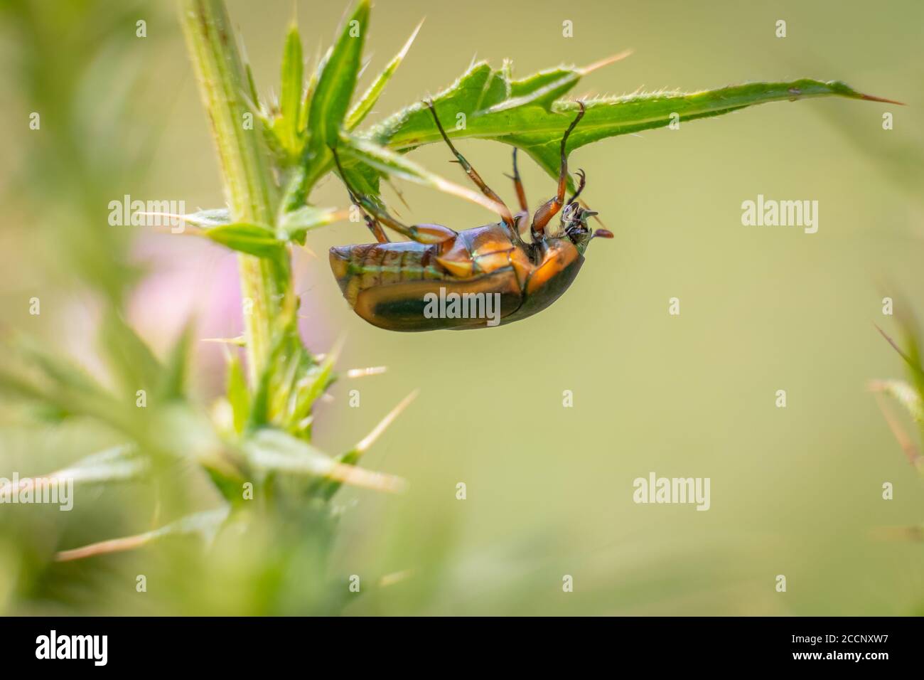 Das Profil eines Grünen Juni-Käfer hängt unter einem Distelblatt. Raleigh, North Carolina. Stockfoto