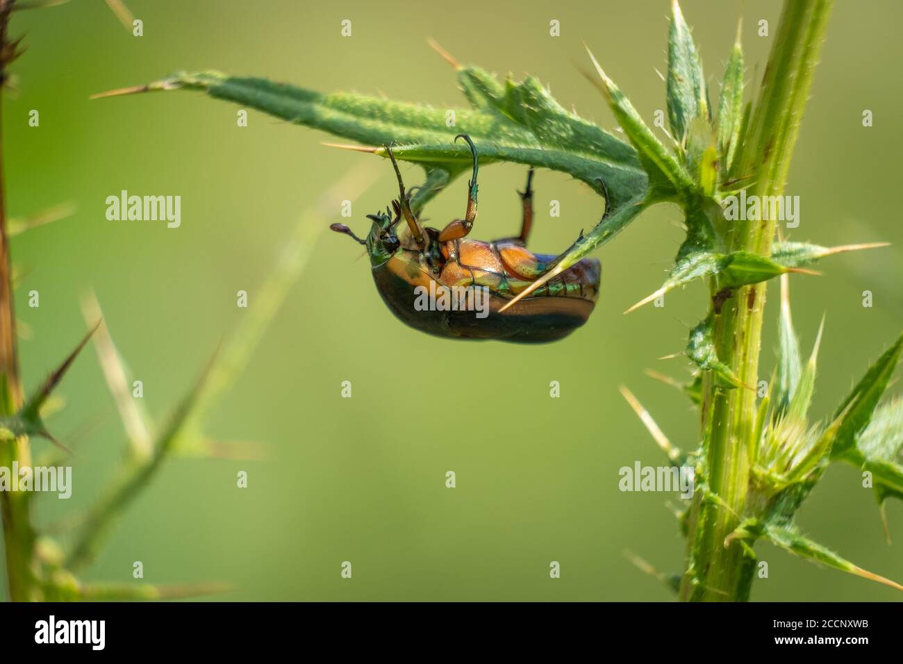 Ein grüner Juni-Käfer hängt unter einem Distelblatt. Raleigh, North Carolina. Stockfoto
