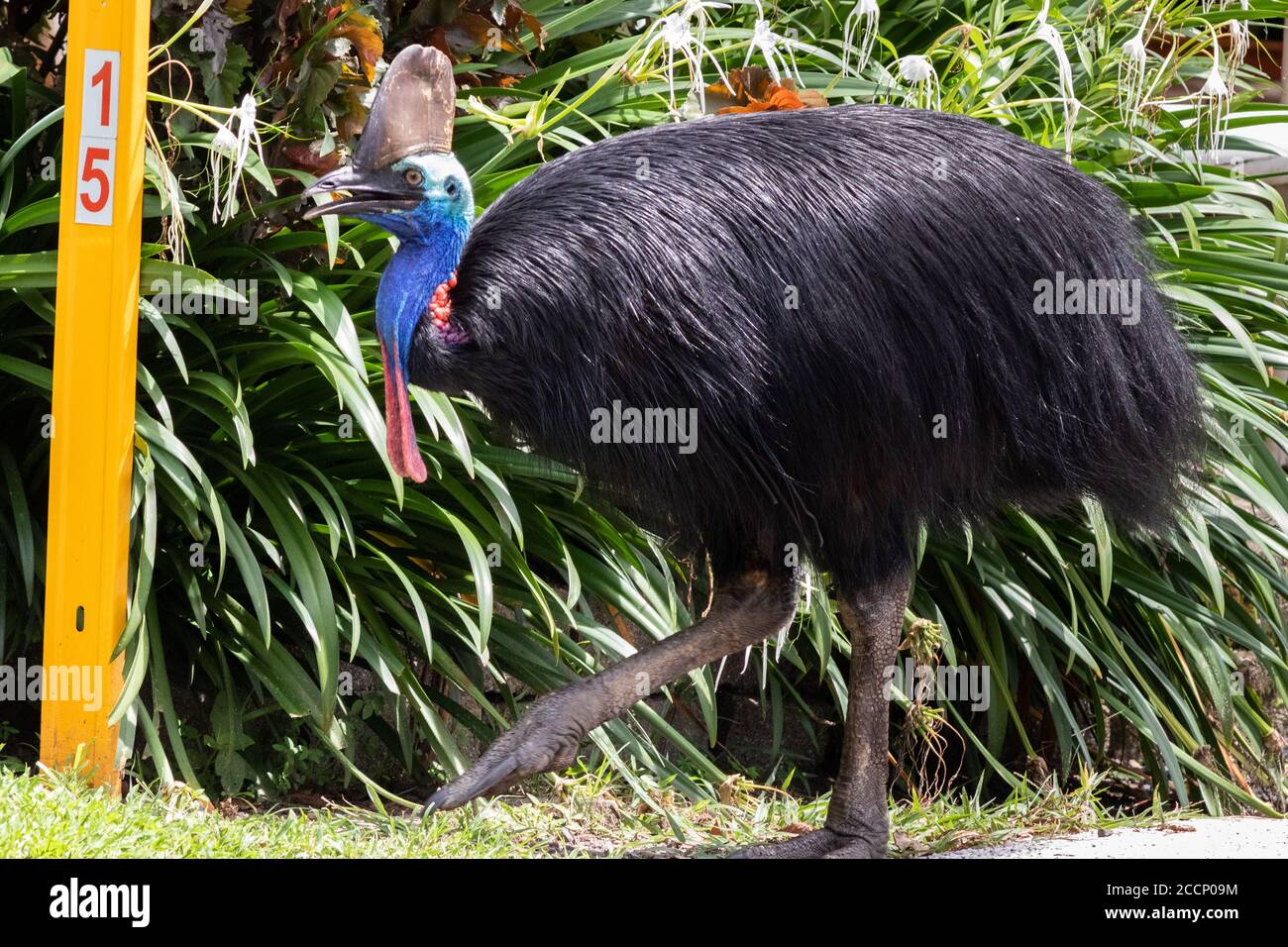 Ganzkörperportrait einer wilden Soutane im Dschungel. Erwachsene Einzelperson. Einer der größten lebenden Vögel, der gefährlichste Vogel der Welt. Australien Stockfoto