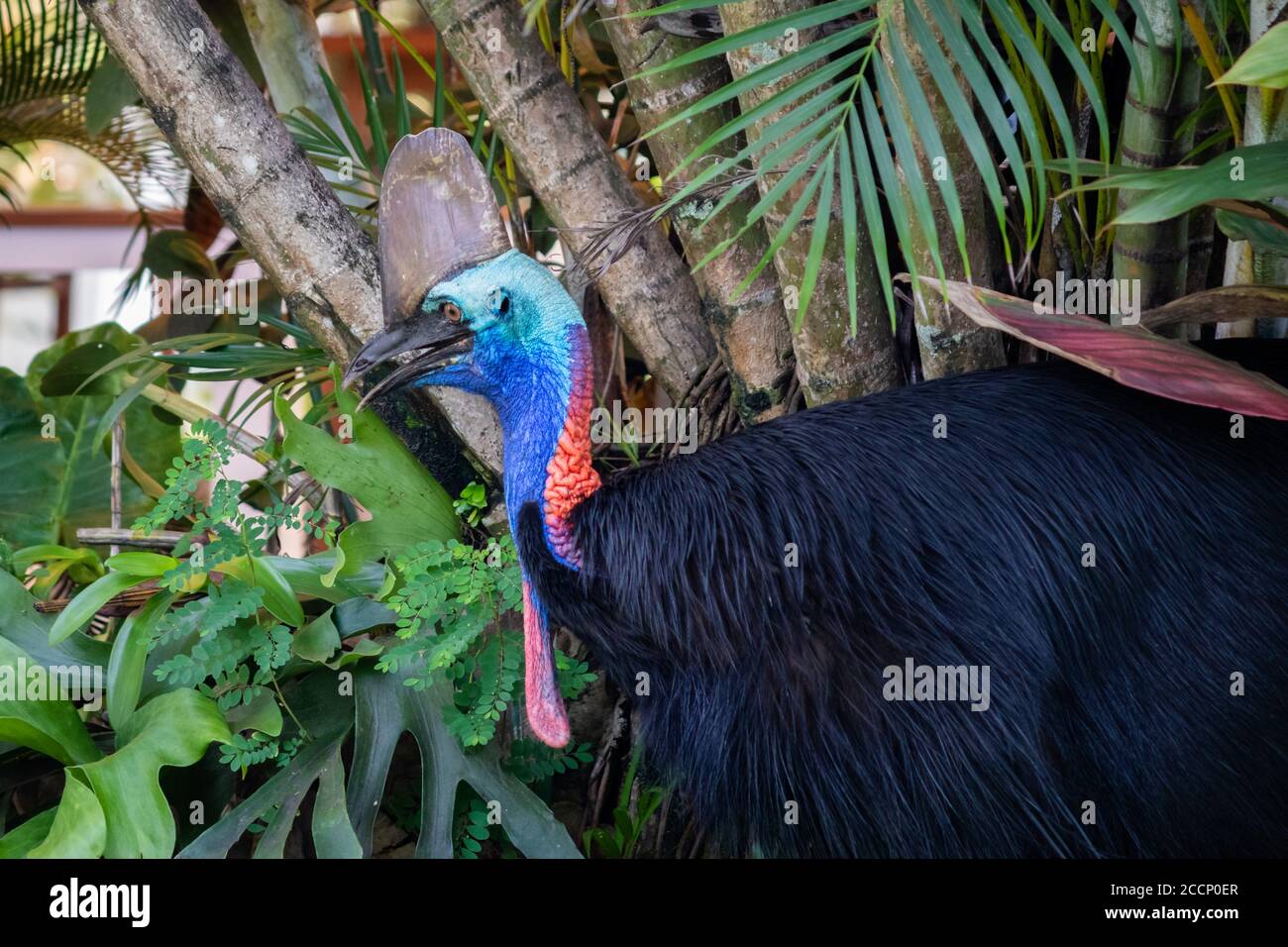 Porträt einer wilden Kasuarie im Dschungel. Erwachsene Einzelperson. Einer der größten und schwersten lebenden Vögel, der gefährlichste Vogel der Welt. Australien Stockfoto