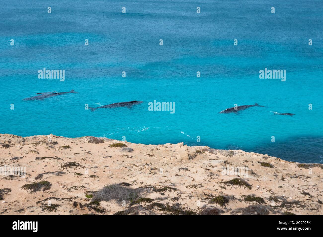Gruppe südlicher rechter Wale, die parallel vor der Küste schwimmen. Kühe und Kälber. Vom Ufer aus aufgenommen. Wale in der Nähe der Klippe, Nullarbor, Australien Stockfoto