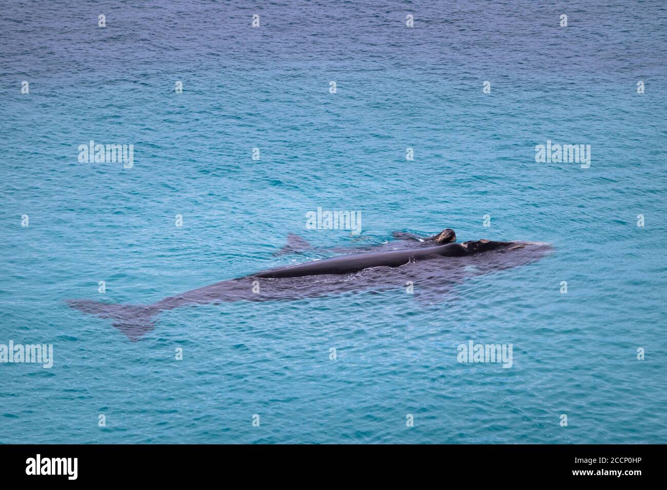Südliche Right Wals. Kuh und Kalb schwimmen auf der Oberfläche des Ozeans. Baby spielt auf dem Kopf. Isolierte Personen. Pflegebereich. Australien Stockfoto