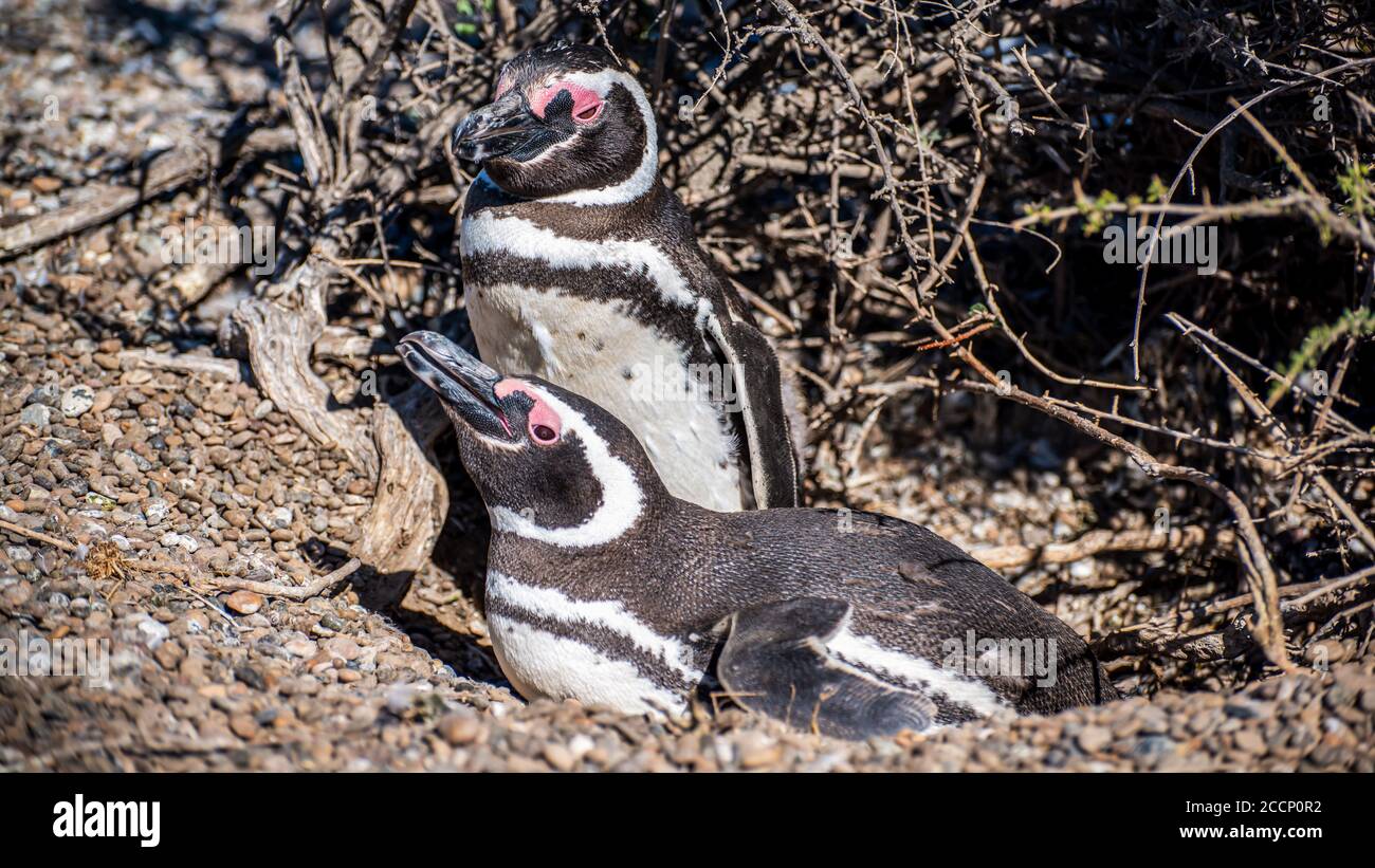 Jungtiere Pinguine am Strand der Valdes Peninsula Stockfoto