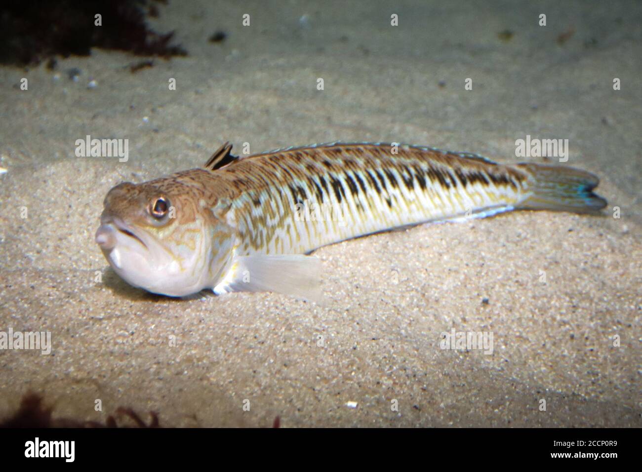 21. August 2020, Schleswig-Holstein, Tönning: Ein Petermännchen schwimmt im "Multimar Wattforum" in einem Aquarium. An der Nordseeküste werden in diesem Sommer immer mehr Stiche des giftigen Fischs Petermännchen verzeichnet. Die 15 bis 50 Zentimeter langen Fische mit giftigen Stacheln graben sich im Frühjahr und Sommer in den Meeresboden, um im flachen Wasser zu laichen. Sie gehören zu den giftigsten Tieren in Europa. (Beste Qualität - zu dpa: 'Giftiger Fisch Petermännchen sticht öfter an der Küste') Foto: Wolfgang Runge/dpa Stockfoto