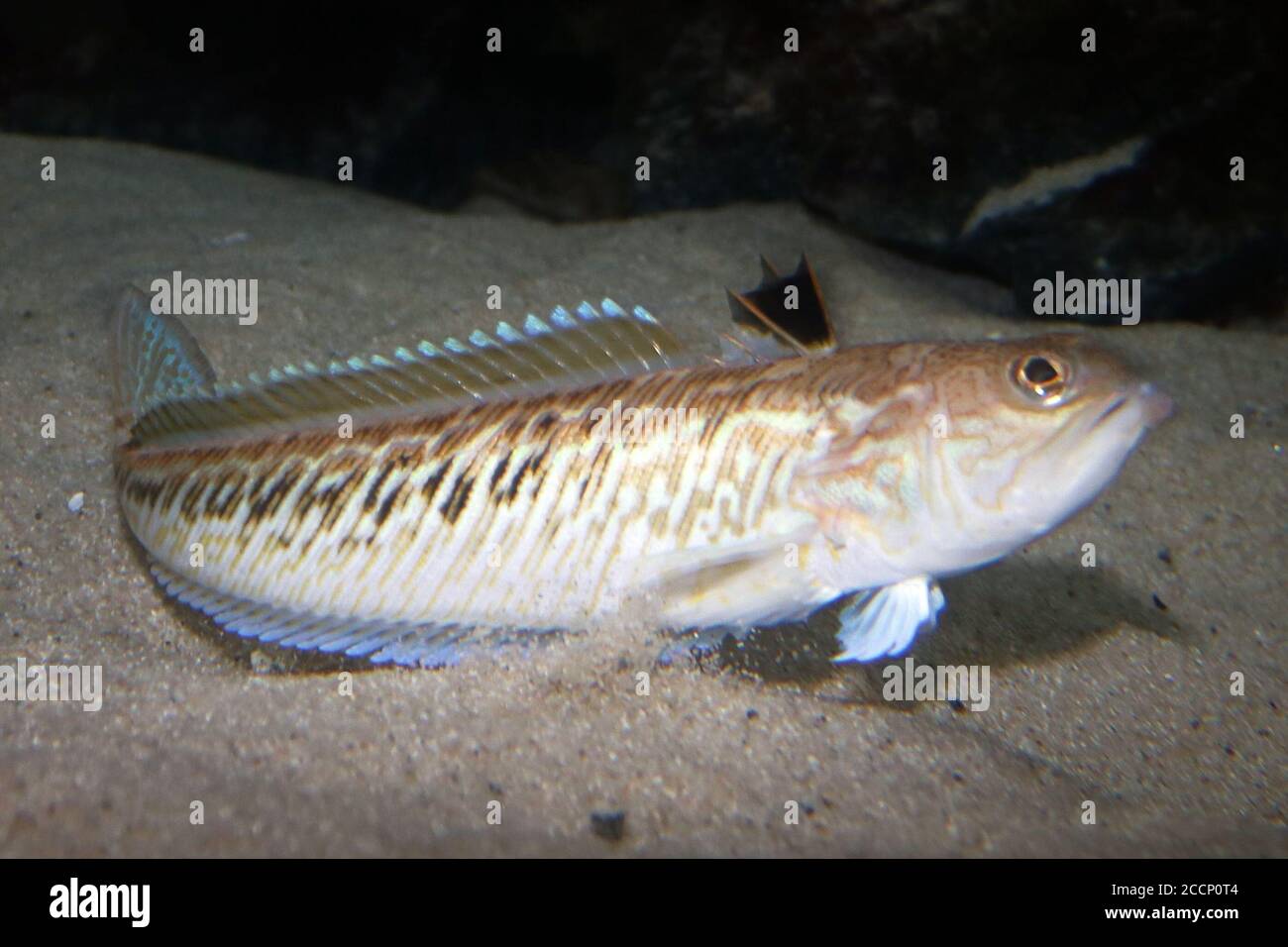 21. August 2020, Schleswig-Holstein, Tönning: Ein Petermännchen schwimmt im "Multimar Wattforum" in einem Aquarium. An der Nordseeküste werden in diesem Sommer immer mehr Stiche des giftigen Fischs Petermännchen verzeichnet. Die 15 bis 50 Zentimeter langen Fische mit giftigen Stacheln graben sich im Frühjahr und Sommer in den Meeresboden, um im flachen Wasser zu laichen. Sie gehören zu den giftigsten Tieren in Europa. (Beste Qualität - zu dpa: 'Giftiger Fisch Petermännchen sticht öfter an der Küste') Foto: Wolfgang Runge/dpa Stockfoto