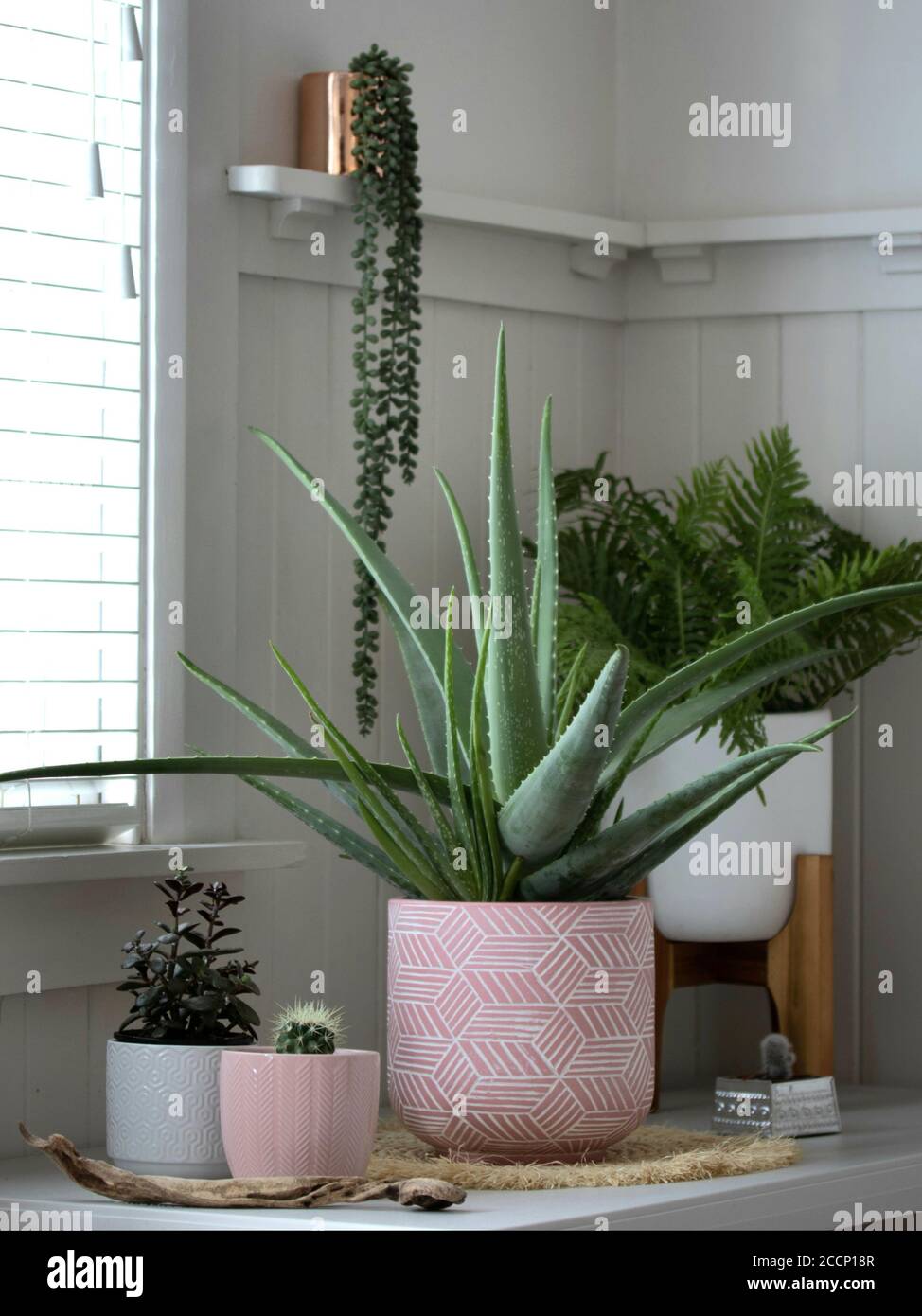 Aloe Vera Pflanze auf der Fensterbank Stockfotografie - Alamy