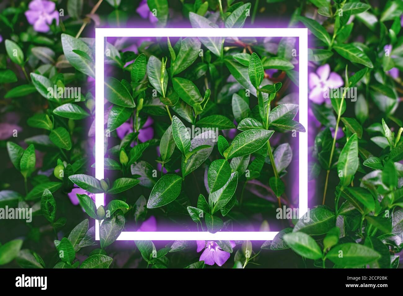 Neon-Rahmen bei dunklen Blättern mit Blumen Hintergrund. Kann für Werbebanner oder Werbehintergrund verwendet werden Stockfoto