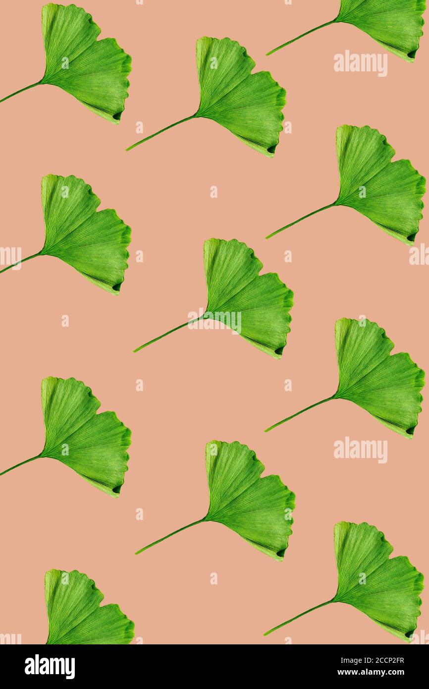 Grünes Blattmuster auf pfirsichfarbenem Hintergrund. Wiederholendes Muster der Ginkgo biloba Blätter. Flach liegend. Naturkonzept in minimalem Stil. Stockfoto