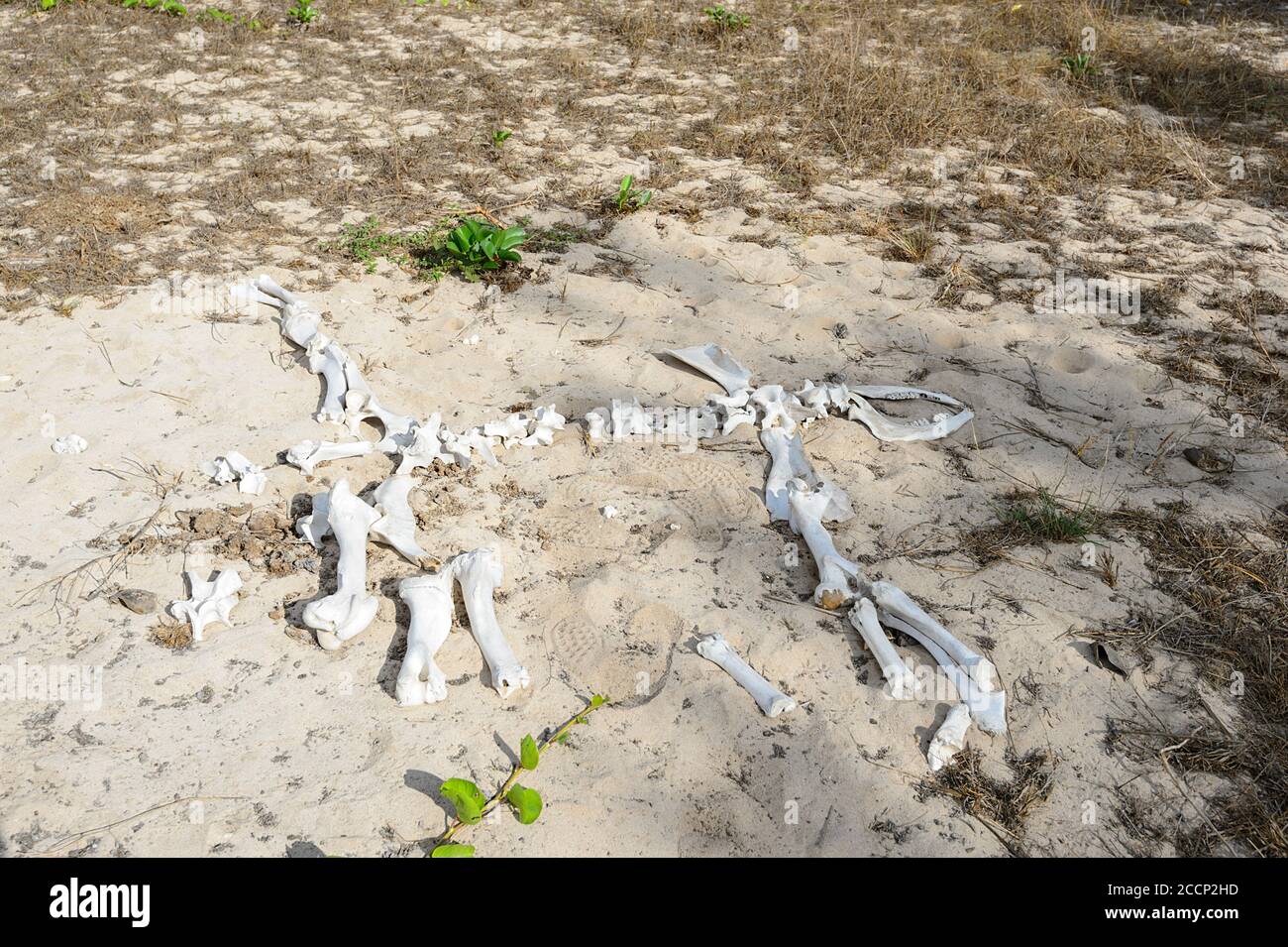 Gebleichte Knochen von Banteng Wildrindern, Cobourg Peninsula, Arnhem Land, Northern Territory, NT, Australien Stockfoto