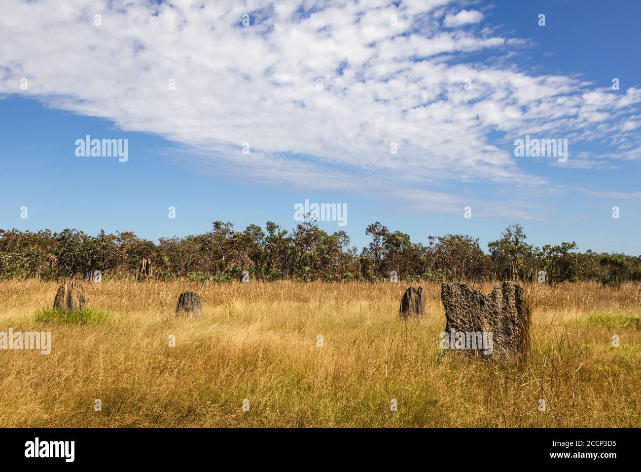 Magnetische Termitenhügel, die auf einem trockenen Feld wachsen, Ausrichtung Nord-Süd. Haus für Termiten Insekten. CEDiting-Bereich. Litchfield, Australien Stockfoto