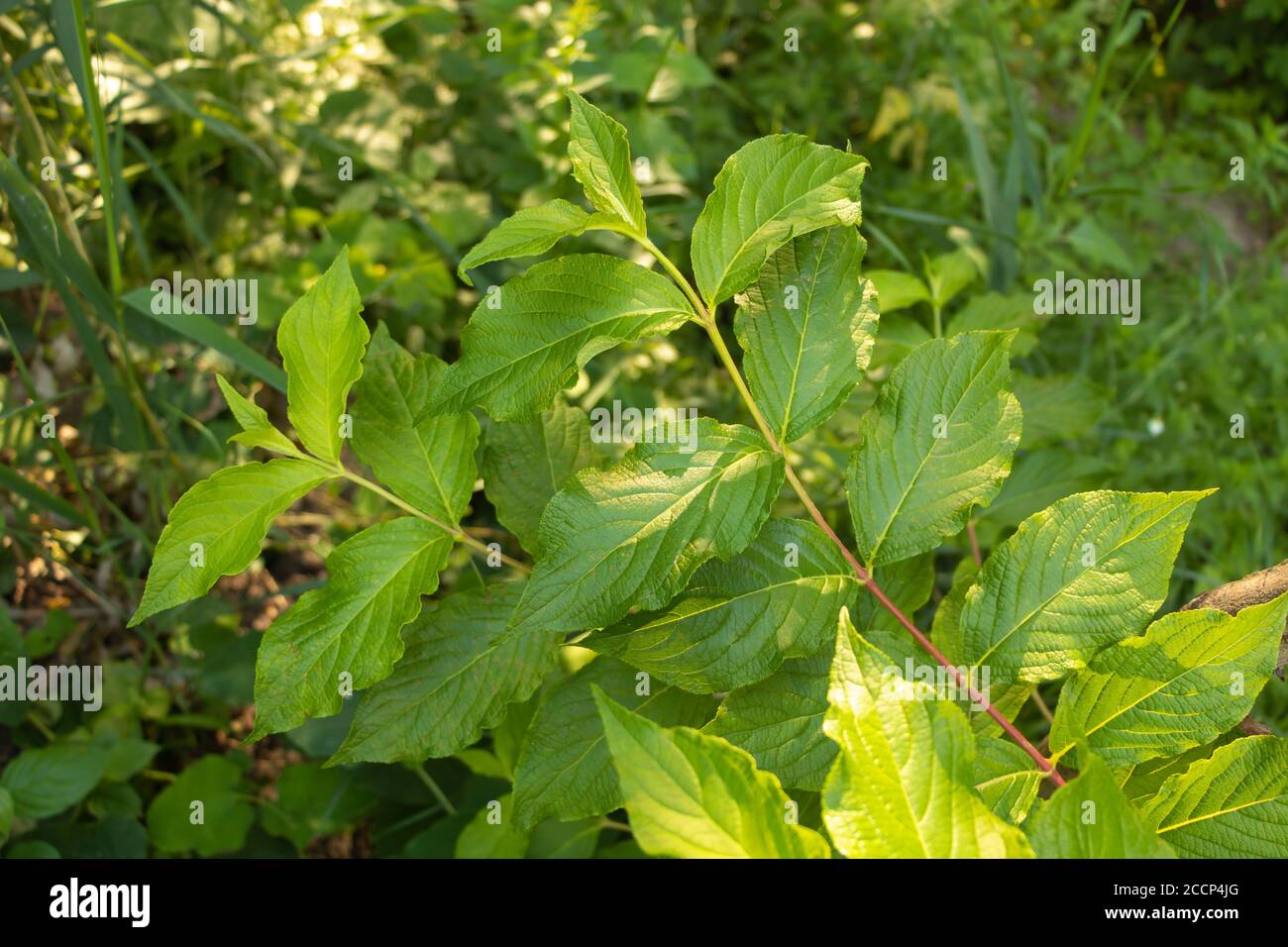 Cornelian Kirsche - Cornus Mas. Mit schönen und üppigen Blättern Stockfoto