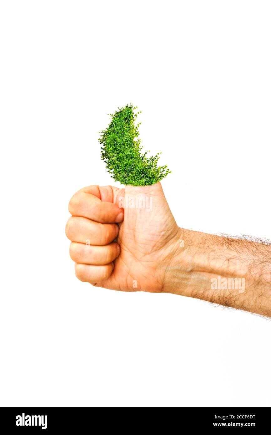 Hand mit Baum statt Daumen, grünes Daumenkonzept Stockfoto