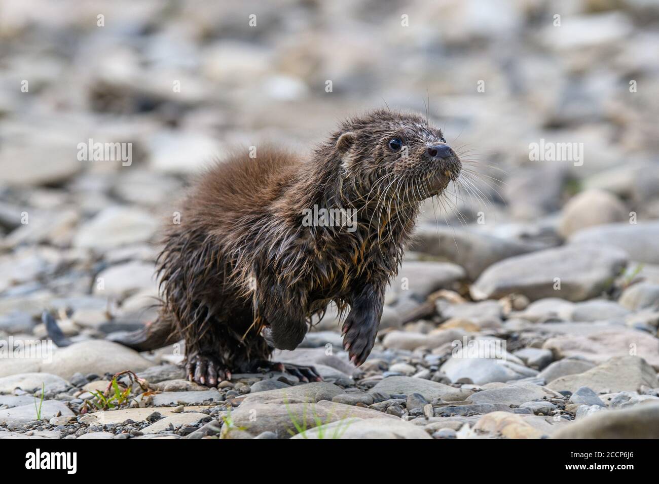 Lutra im natürlichen Lebensraum. Porträt des Wasserraubtieres. Tier aus dem Fluss. Wildtierszene Stockfoto