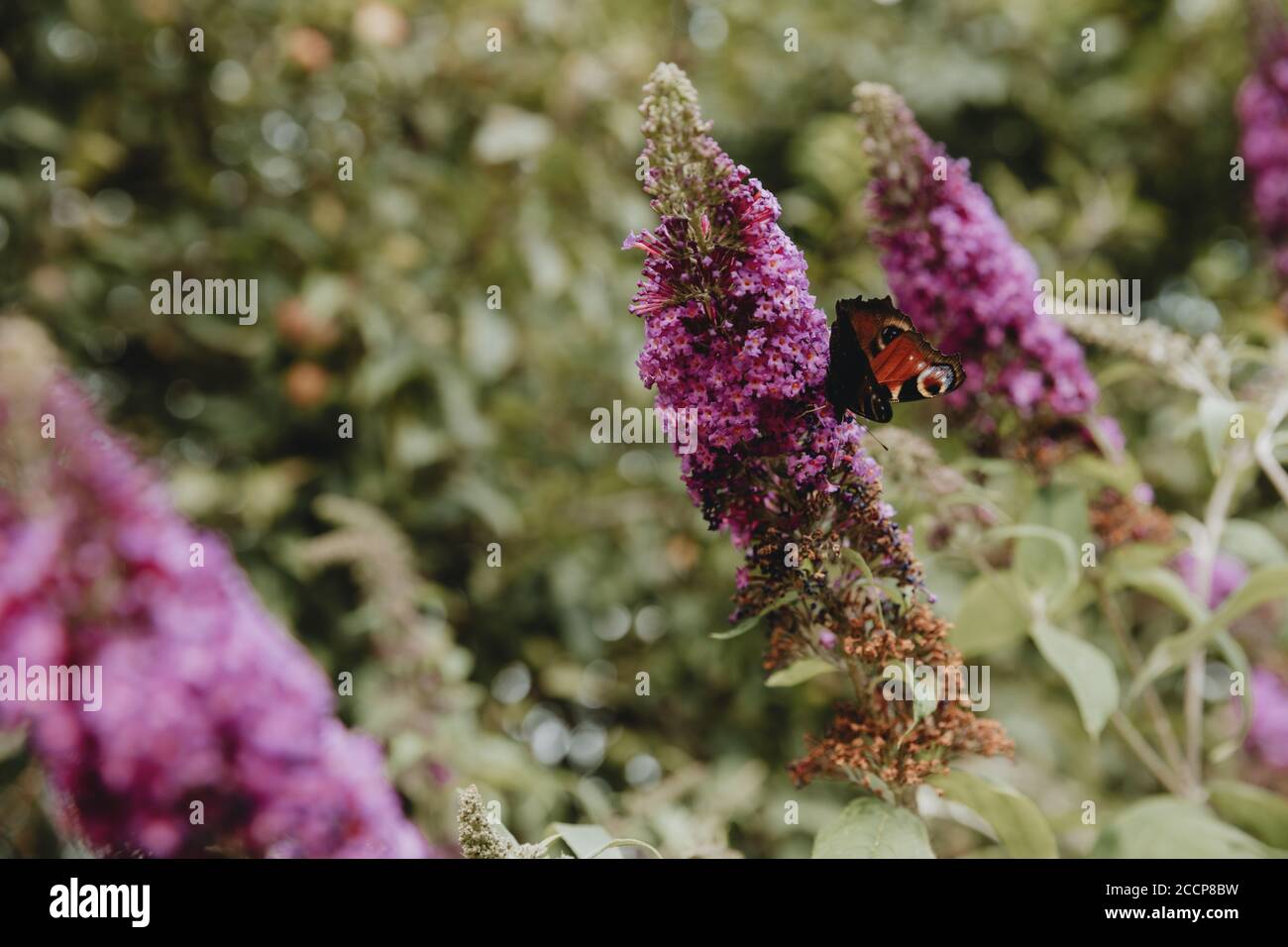Ein Pfauenschmetterling sitzt und ernährt sich von einem Veilchen Blumen des blühenden Schmetterlingsbusches während des Sommertages Im grünen Garten Stockfoto