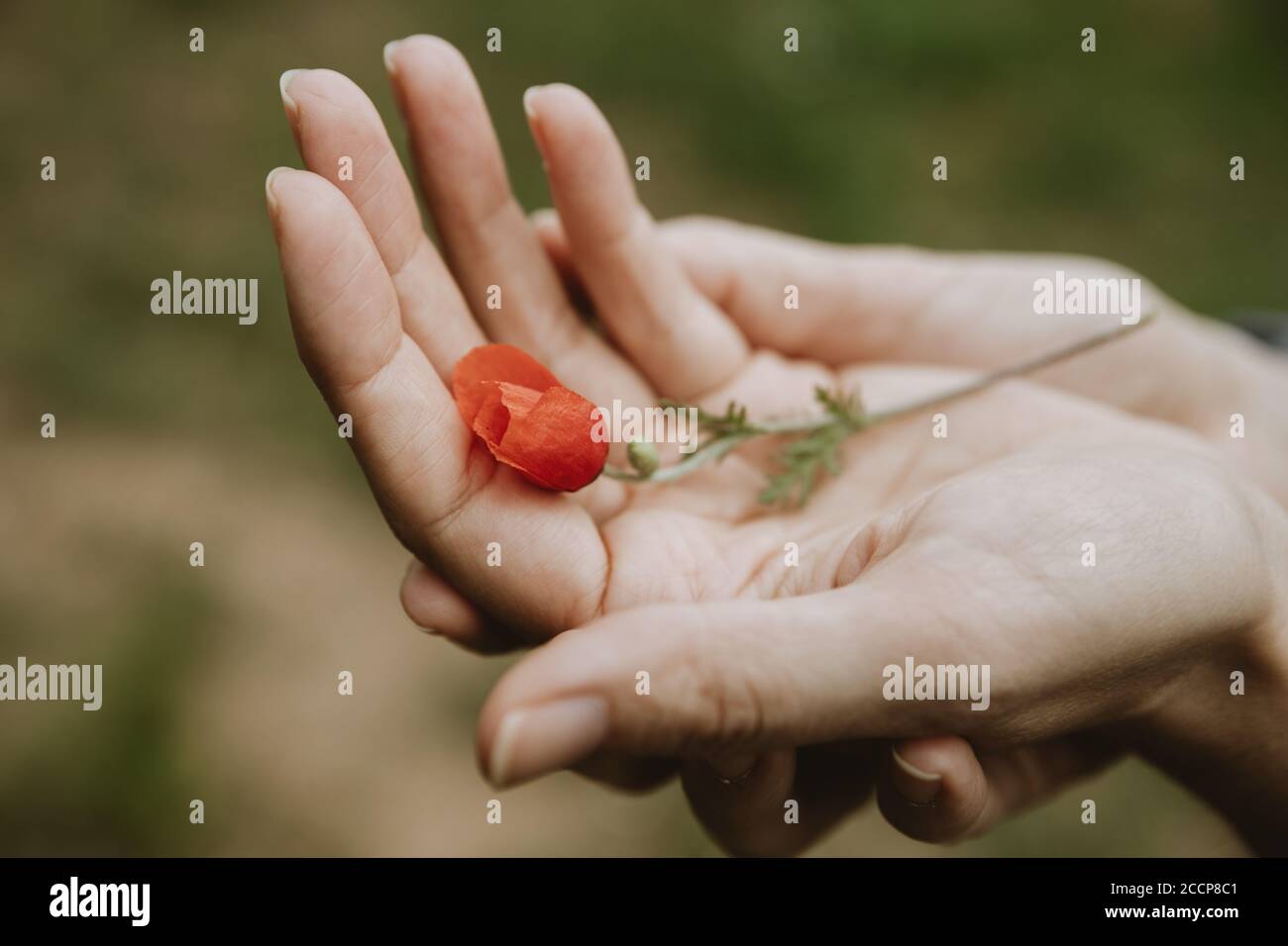 Detail der einzelnen kleinen Mohnpflanze mit Rot Blüte in den Händen der Frauen während des Frühlings liegen Stockfoto