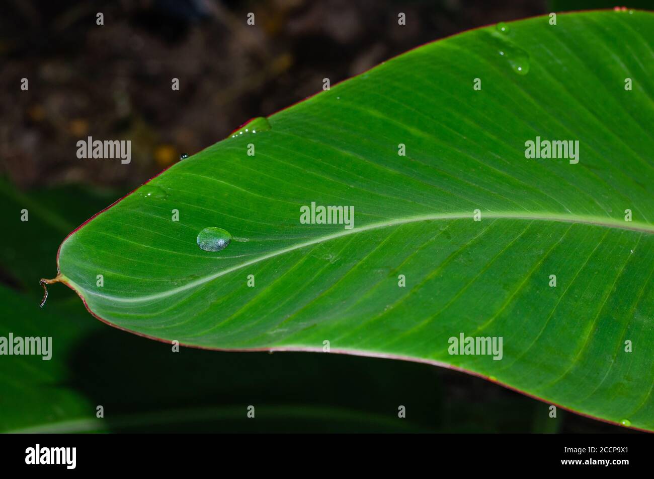 Tautropfen auf dem Bananenblatt für natürlichen Hintergrund. Stockfoto