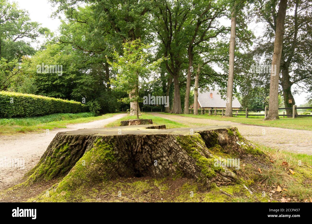 Junge Eiche gepflanzt, um zwei große alte, die beiden Baumstämme zu ersetzen. Stockfoto