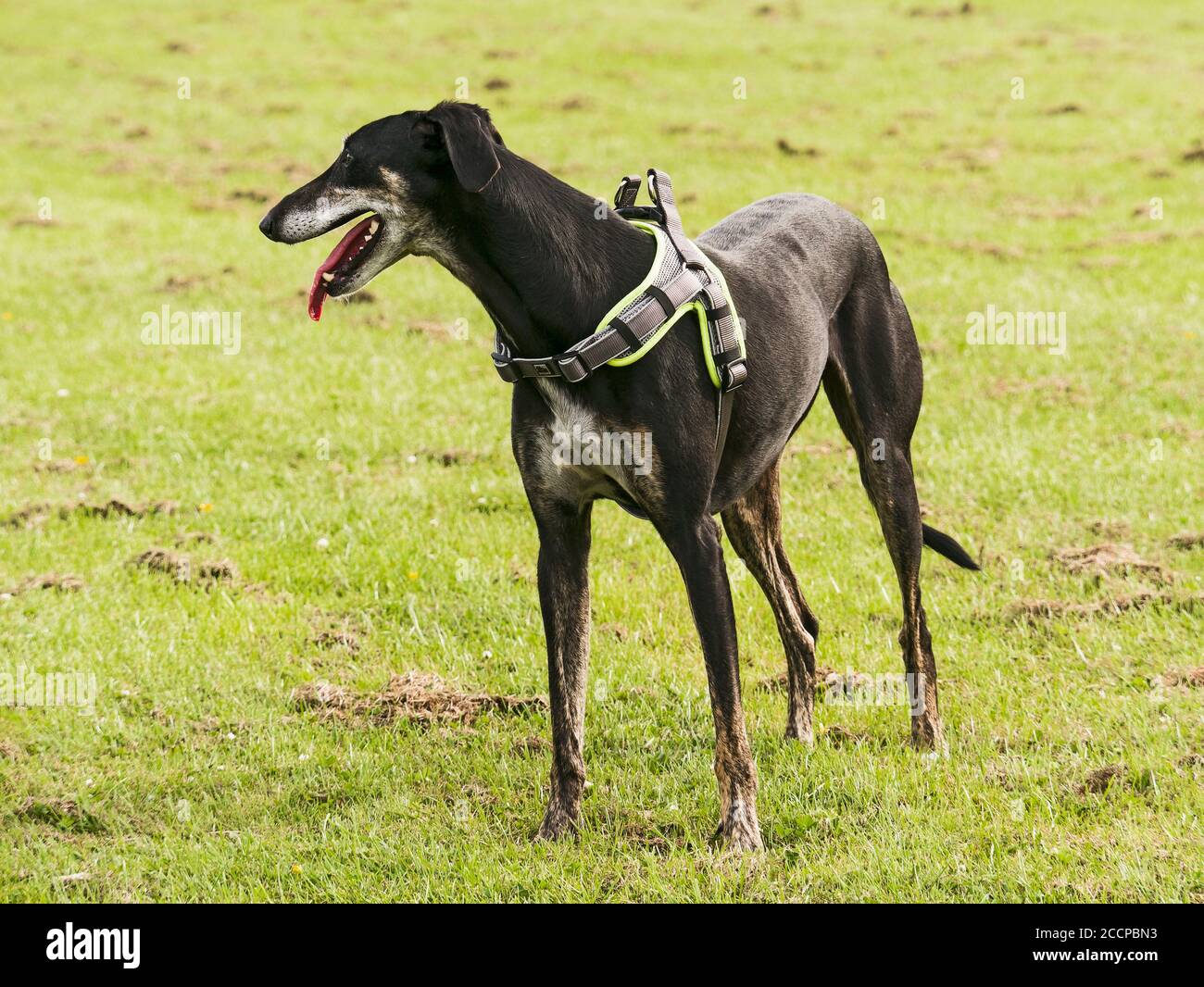 Portrait eines lurcher Hundes mit Geschirr Stockfoto