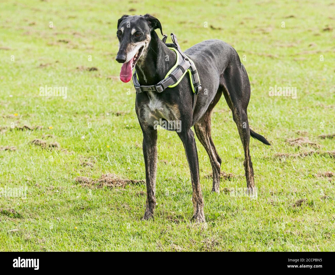 Portrait eines lurcher Hundes mit Geschirr Stockfoto