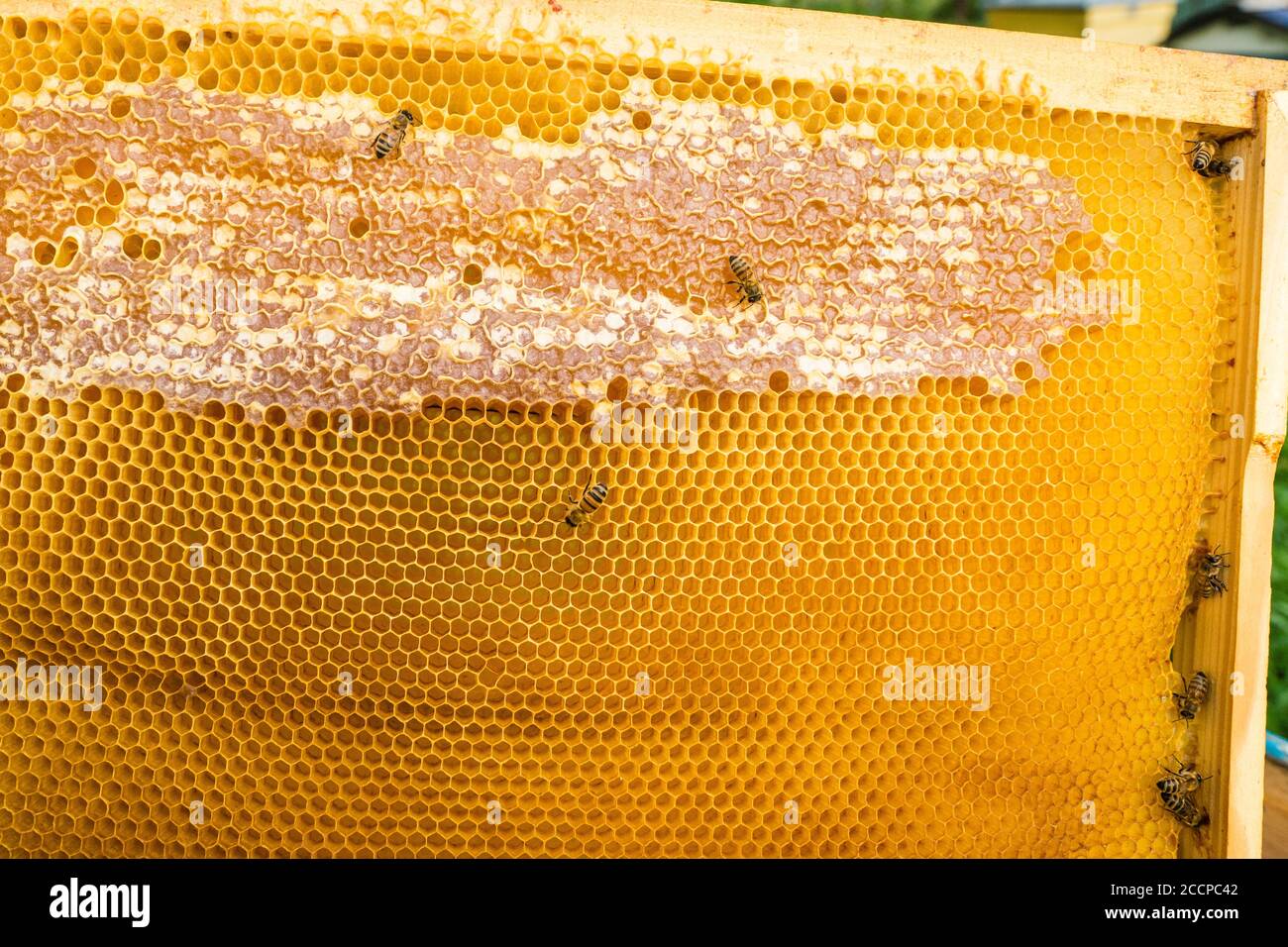 Imker hält Rahmen der Wabe mit Bienen. Bienen Bienen Bienen Bienen Bienen Bienen Bienen. Leben der Bienen. Arbeiterbienen. Die Bienen bringen Honig. Sommer. Imker Stockfoto