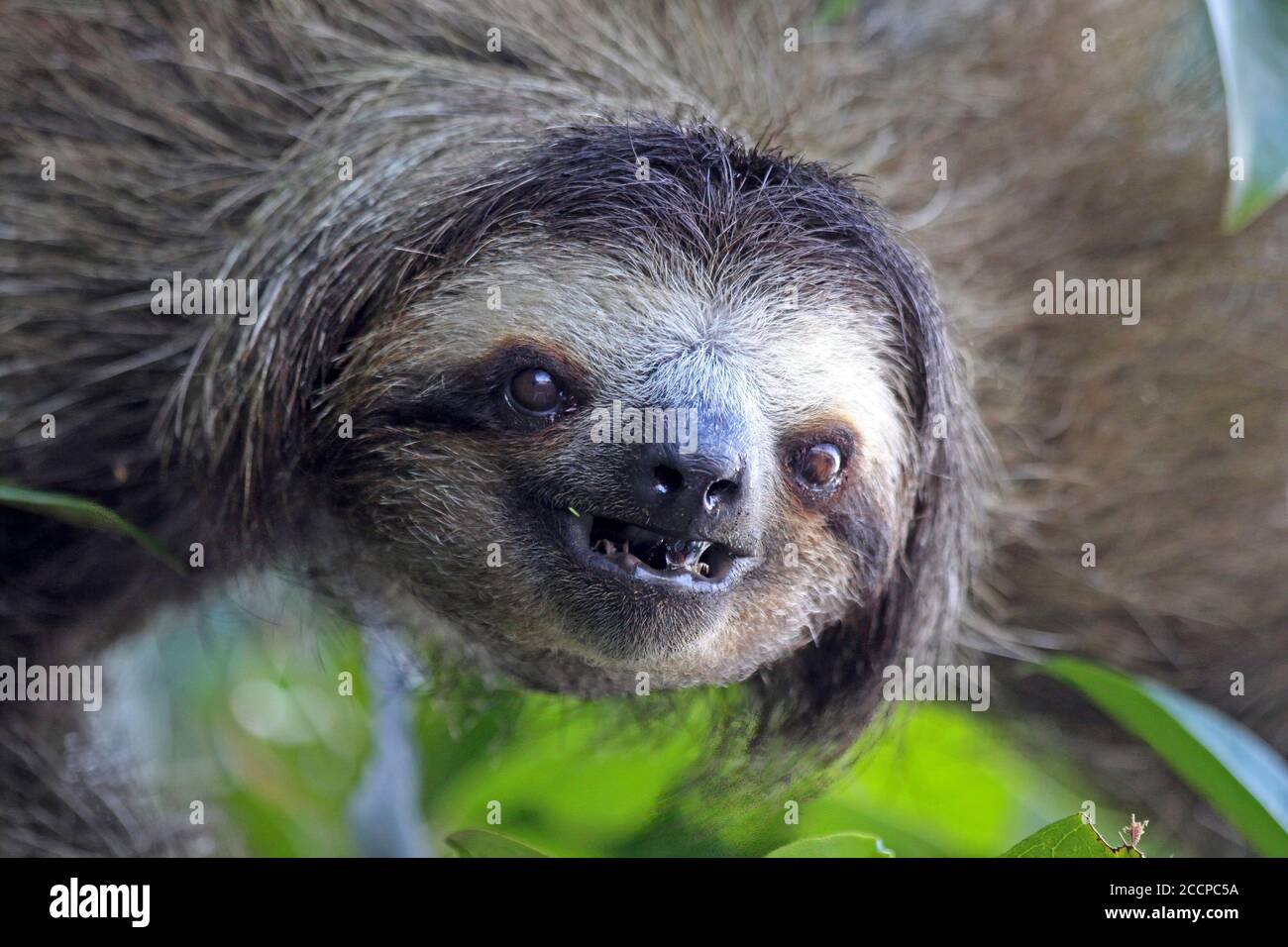 Dreizölige Sloth Bradypus tridactylus Stockfoto
