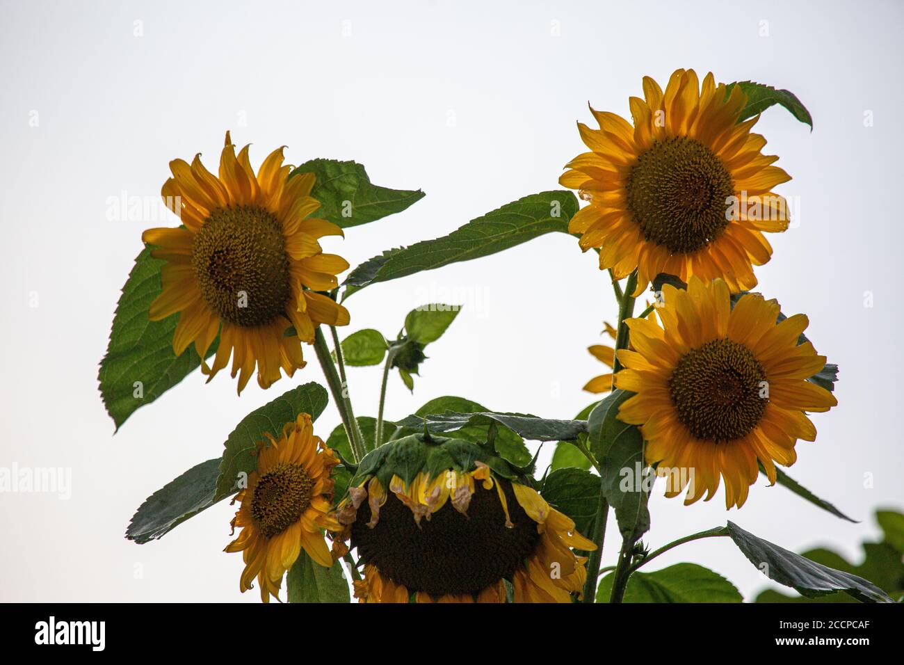 SONNENBLUMEN RAGEN IN DEN HIMMEL Stockfoto