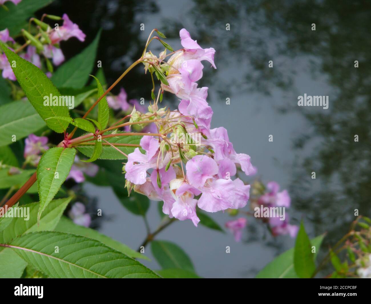 Himalaya Balsam ( Impatiens gladulifera ) Eine sehr invasive Alien Art Weed in Großbritannien Stockfoto