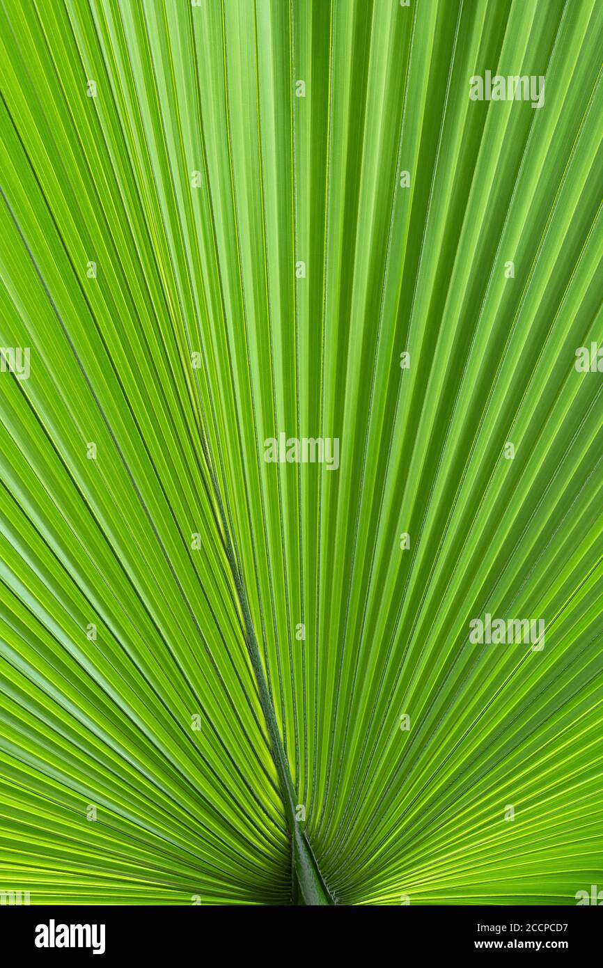 Palmenbaum grünes Blattmuster, natürlicher abstrakter Hintergrund oder Textur Stockfoto