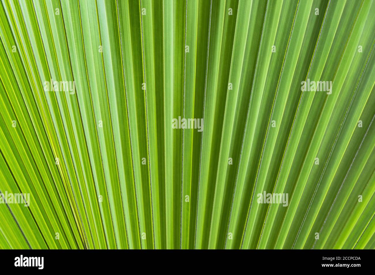 Palmenblatt grünes Muster, natürlicher abstrakter Hintergrund oder Textur Stockfoto
