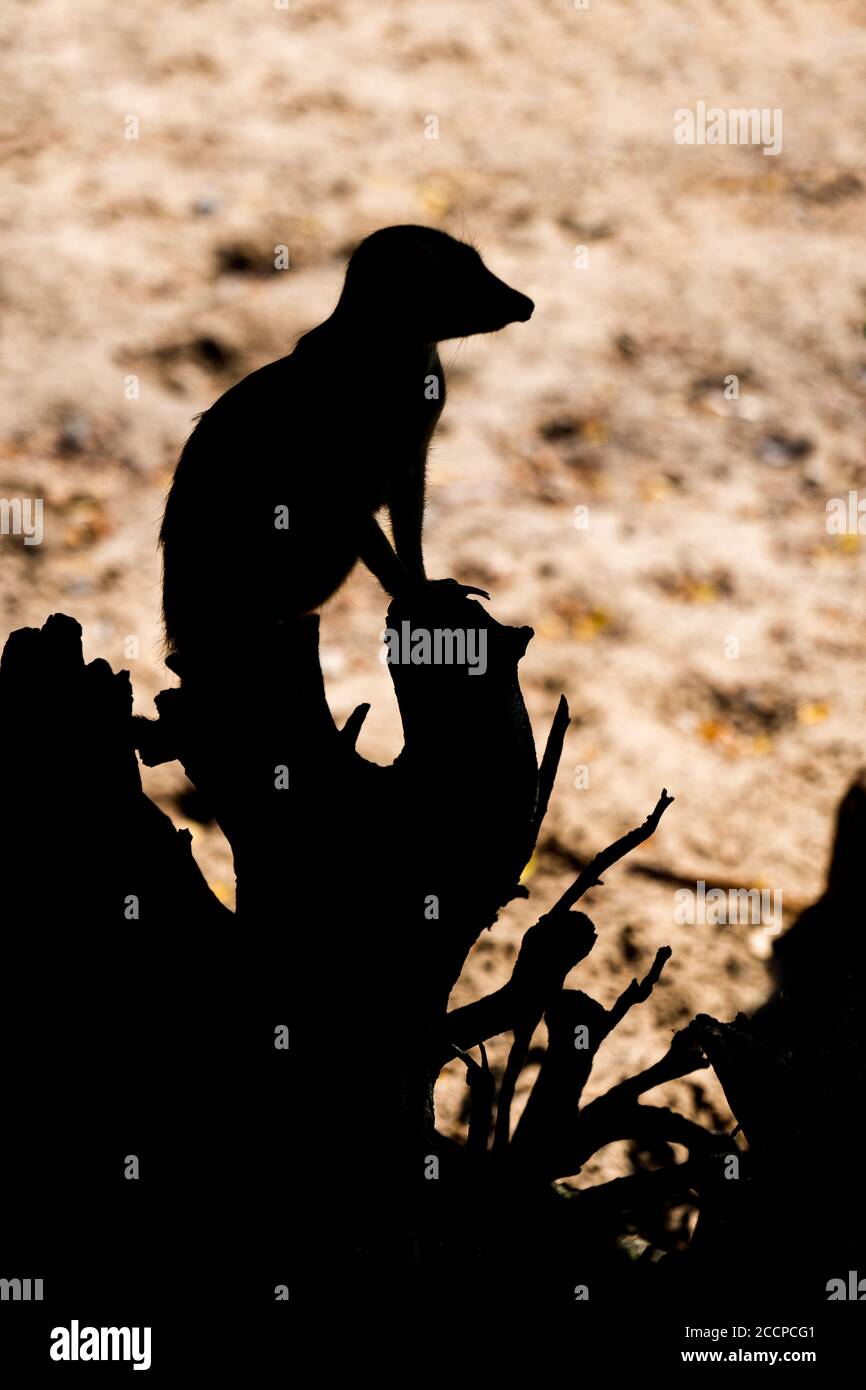 Meerkat (Suricata suricatta) Wachposten Silhouette, surikat Wache auf einem Baumstamm, kleines Mungo Tier in der Familie: Herpestidae, Region: Süd-Afrika Stockfoto