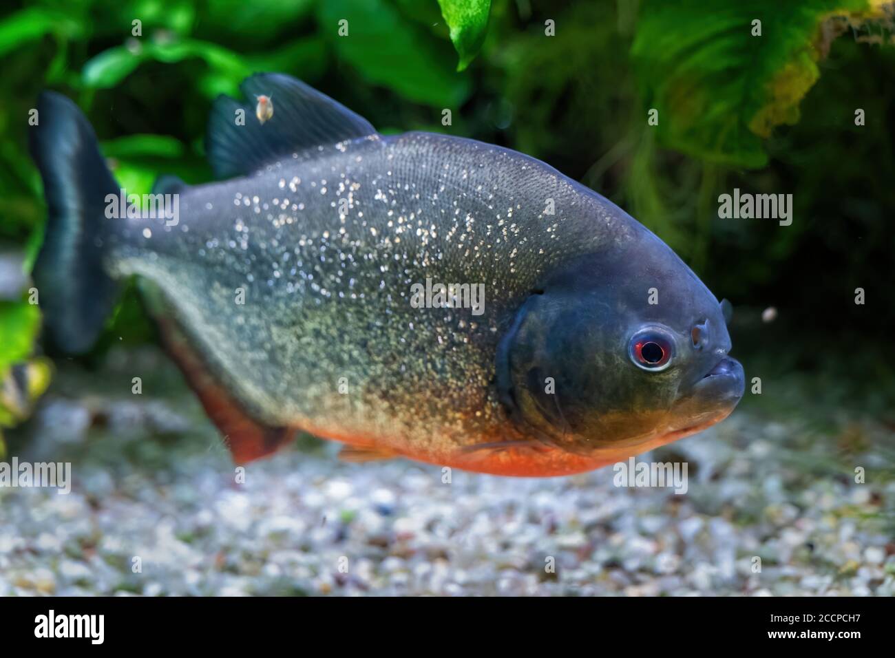Rotbauchige Piranha (Pygocentrus nattereri) Süßwasserfische, Familie: Serrasalmidae, Region: Südamerika Stockfoto