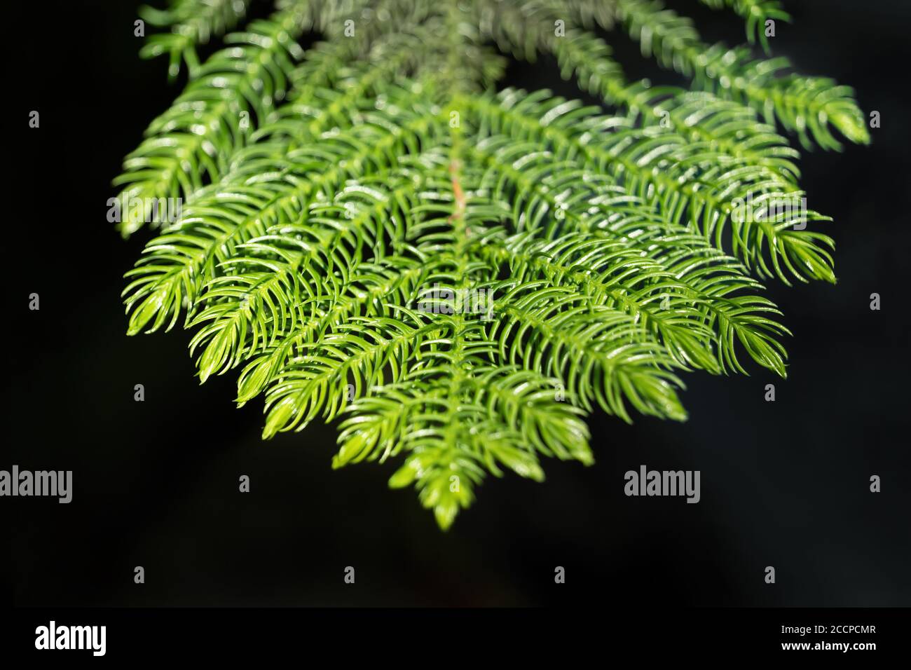 Araucaria heterophylla Norfolk Kiefernzweig mit Nadeln Makro, Gefäßpflanze, Koniferfamilie Araucariaceae, Region: Norfolk Island Stockfoto