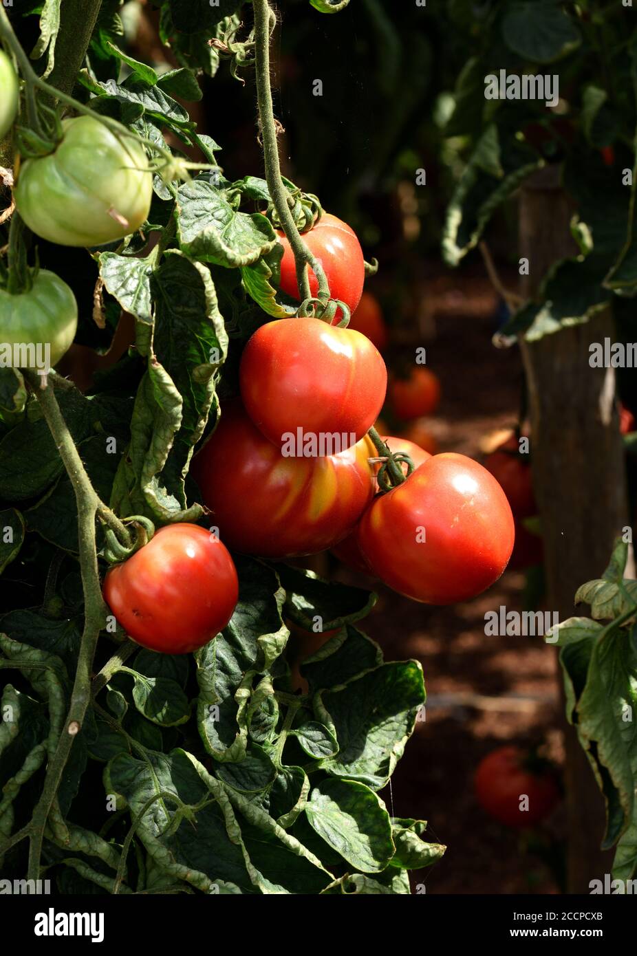 Die reifende Frucht der Tomate Big Pink. Stockfoto
