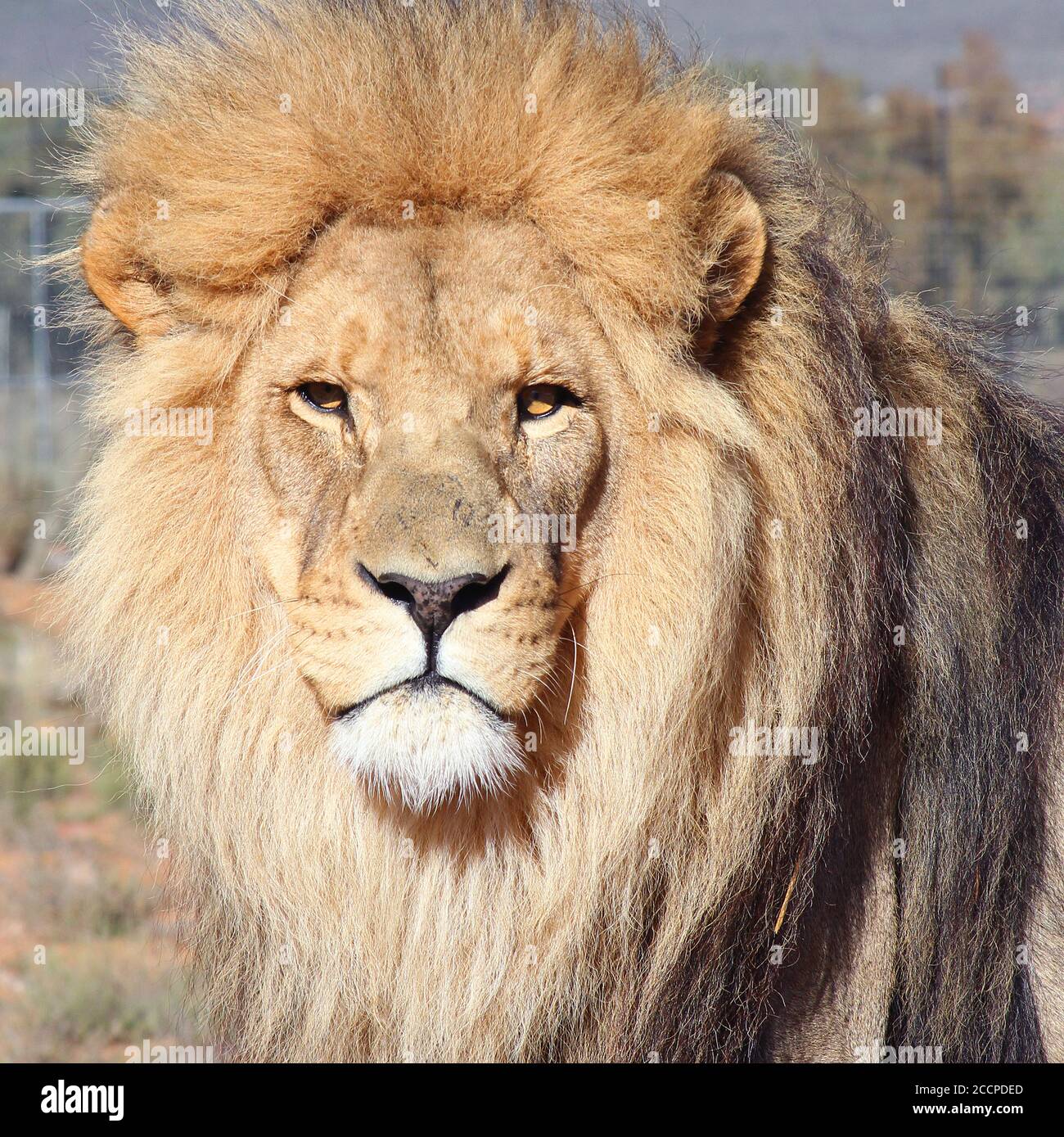 Ein männlicher Löwe, fotografiert in einem privaten Wildreservat in der Western Cape Province Südafrika. Stockfoto