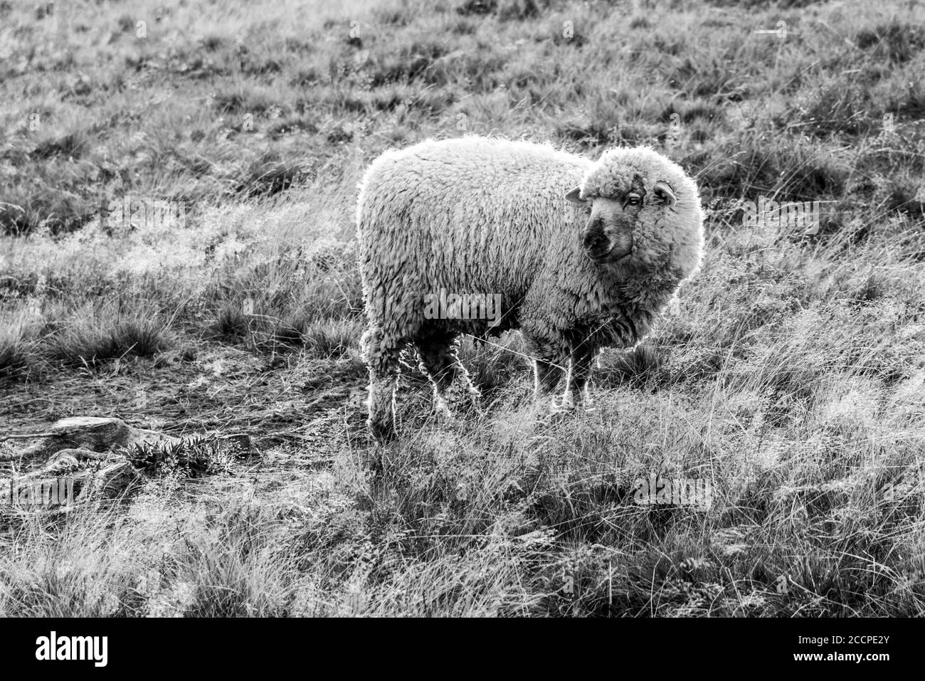 Schafe auf einer Weide. Landwirtschaft in den Bergen. Schwarzweiß-Bild. Stockfoto