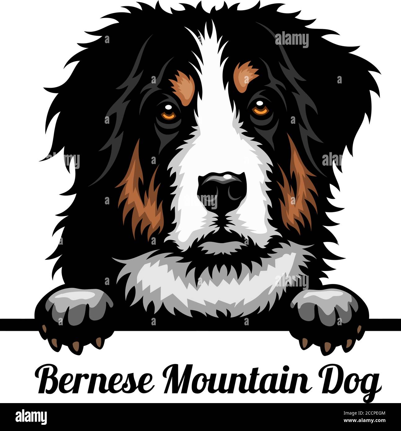 Berner Sennenhund - Farbe Peeking Hunde - Rasse Gesicht Kopf isoliert auf weiß Stock Vektor