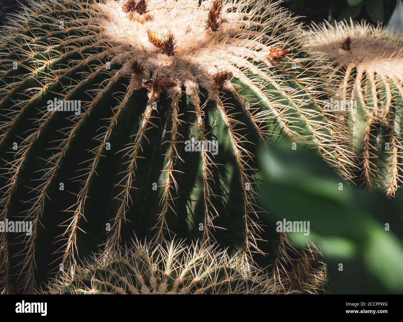 Nahaufnahme eines Nadelkissenkaktus mit einigen toten Blumen auf der Außenseite in einem bio vielfältigen und Sonnenlicht getupften Gewächshaus. Stockfoto