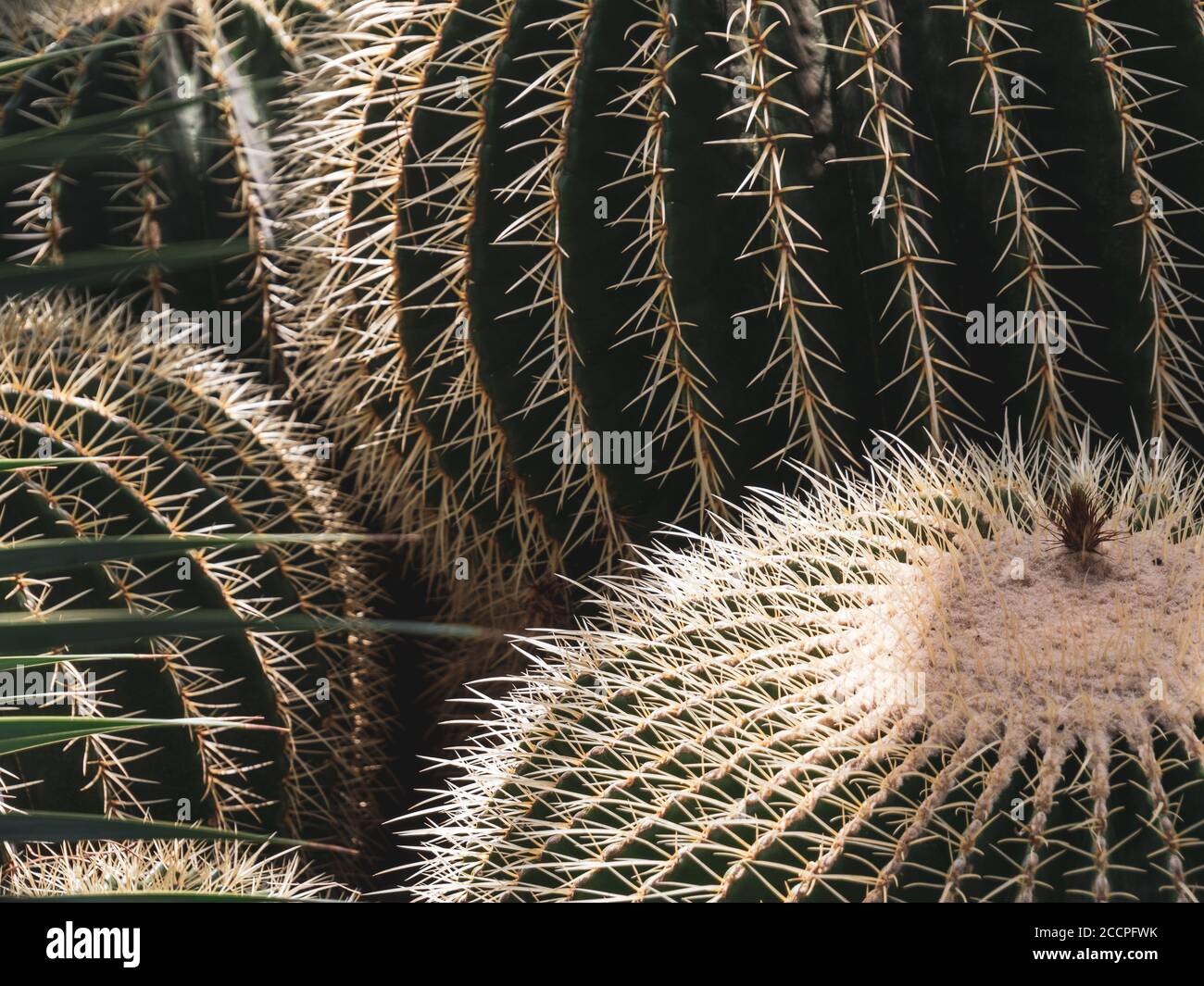 Nahaufnahme eines Nadelkissenkaktus mit einigen toten Blumen auf der Außenseite in einem bio vielfältigen und Sonnenlicht getupften Gewächshaus. Stockfoto
